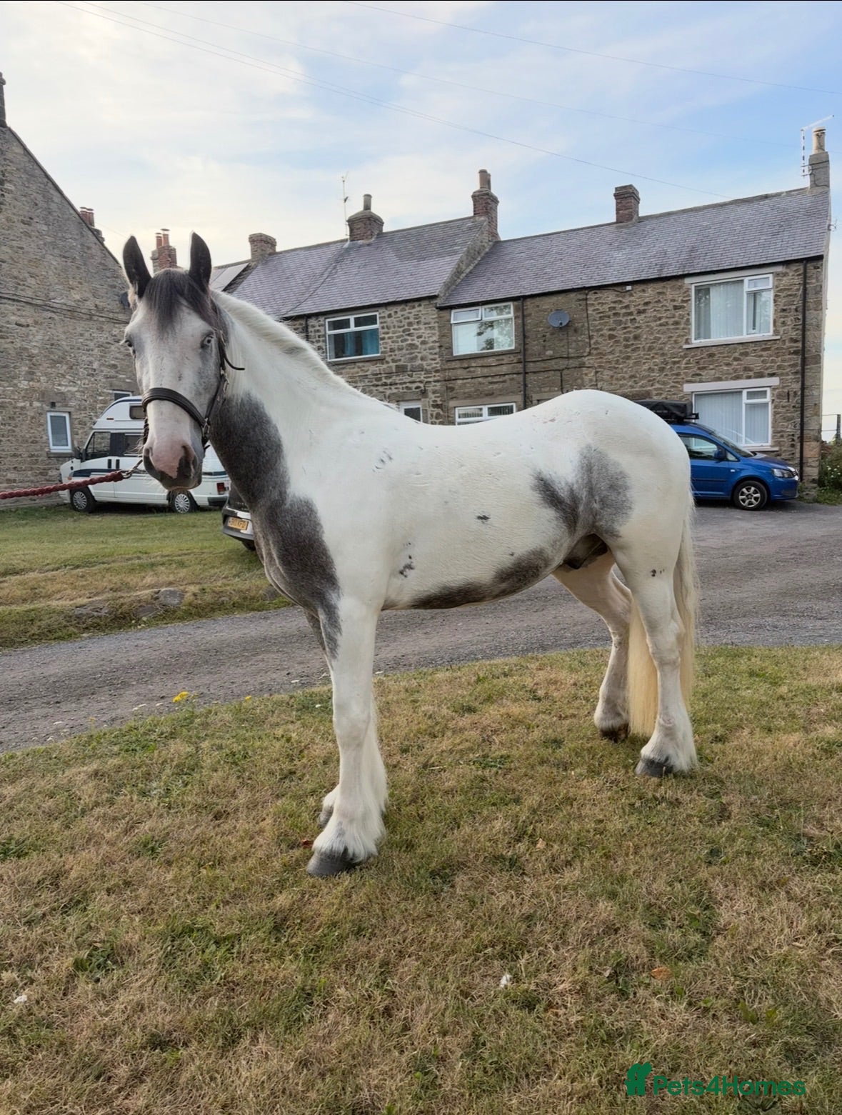 Irish Cob horses BORIS  - Advert 2