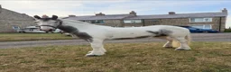 Irish Cob horses for sale: BORIS  - Advert 1