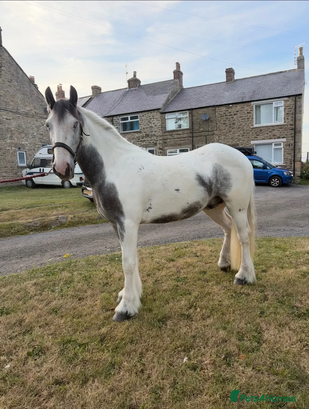 Irish Cob horses for sale: BORIS  - Advert 1