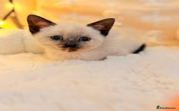Mixed Breed cats for sale: 7 Floofy kittens looking for forever homes..  - Image 8