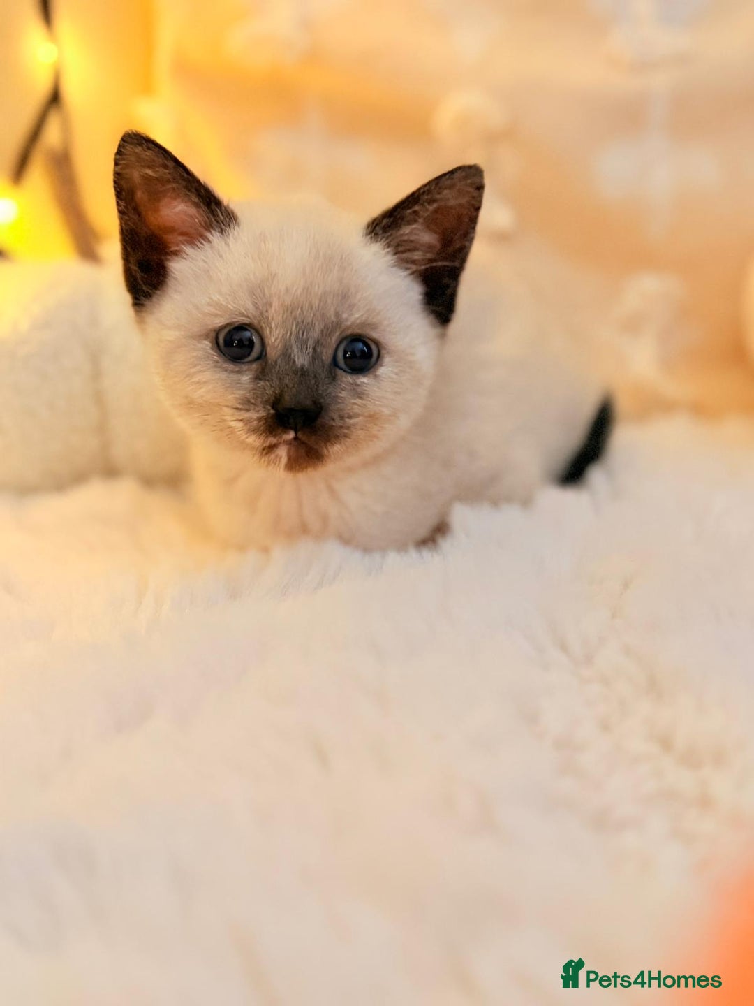 Mixed Breed cats for sale: 7 Floofy kittens looking for forever homes..  - Image 8