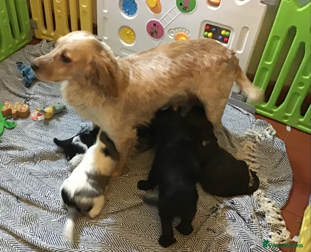 Cocker Spaniel dogs for sale: ABSOLUTELY STUNNING COCKER SPANIEL PUPPIES  - Advert 3