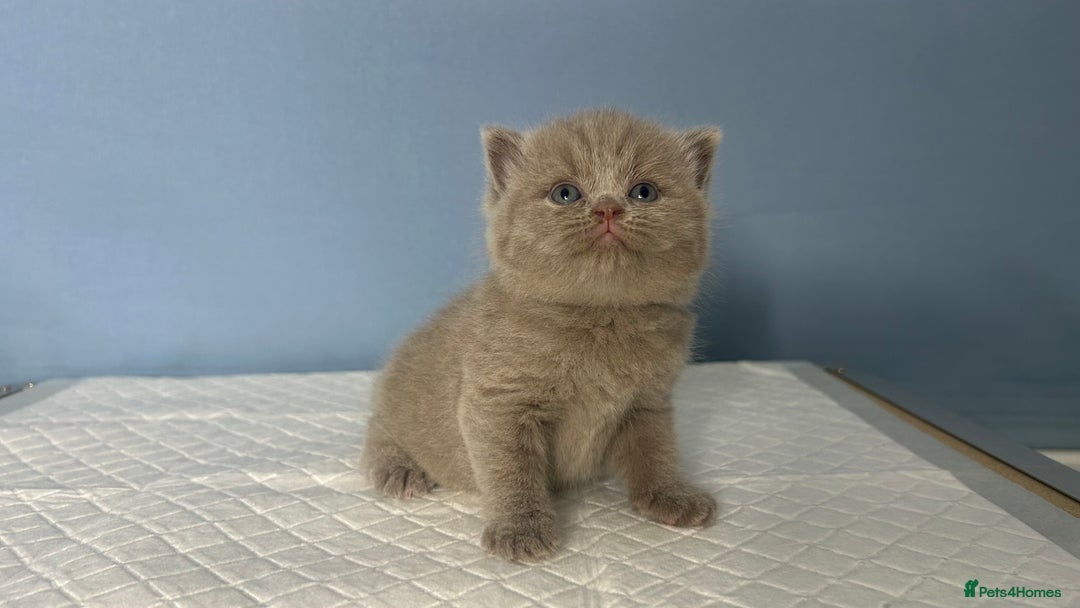 British Shorthair cats for sale: 🐱Adorable Rare Lilac British Shorthair Kittens - Image 4