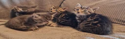 British Shorthair cats for sale: Beautiful Tabby and grey Tabby kittens  - Advert 6