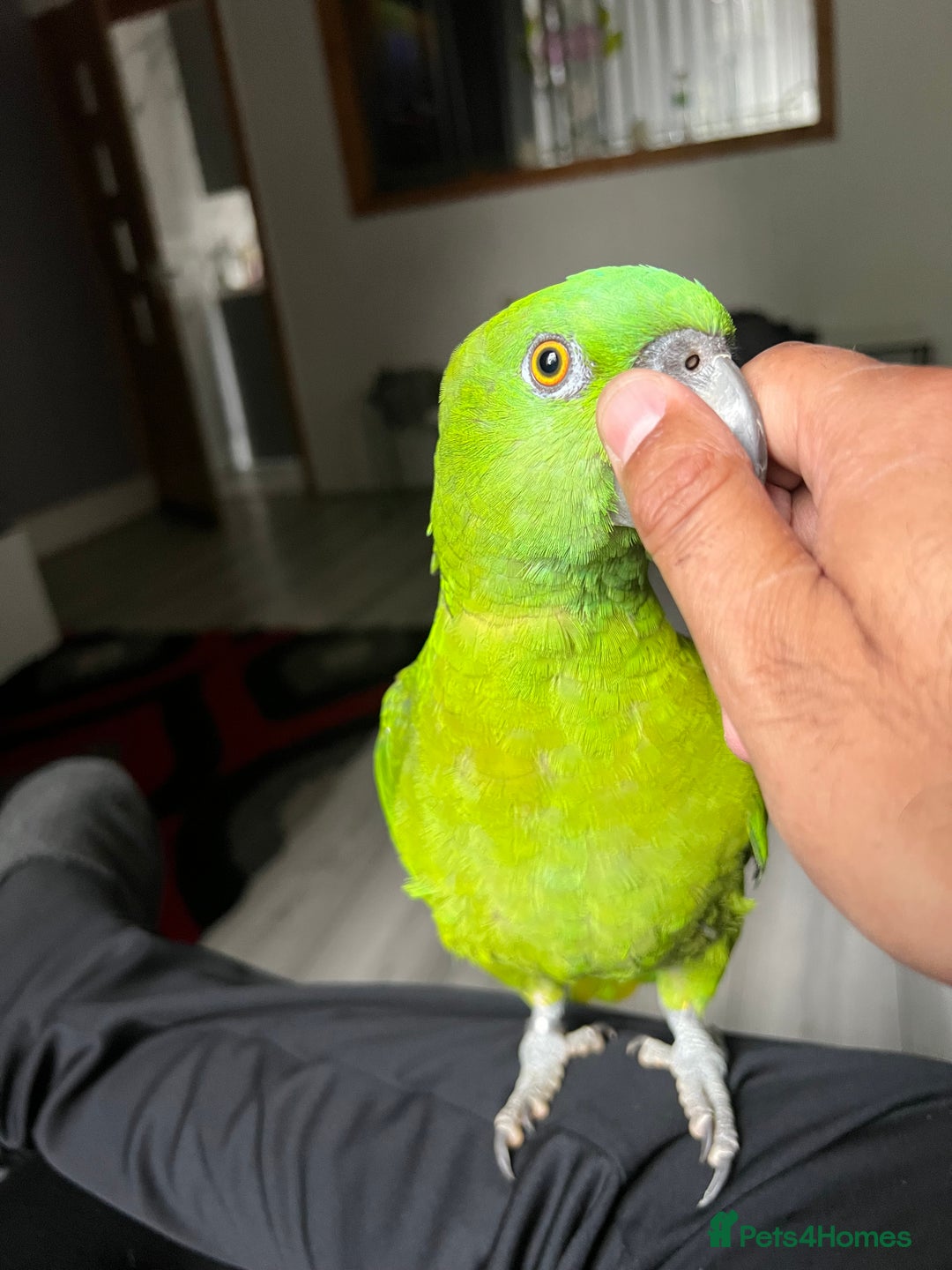 Parrots birds for sale: Beautiful baby yellow nape amazon - Image 4