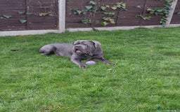 Cane Corso dogs for stud: BLUE CANE CORSO STUD  in Waltham Cross - Image 15