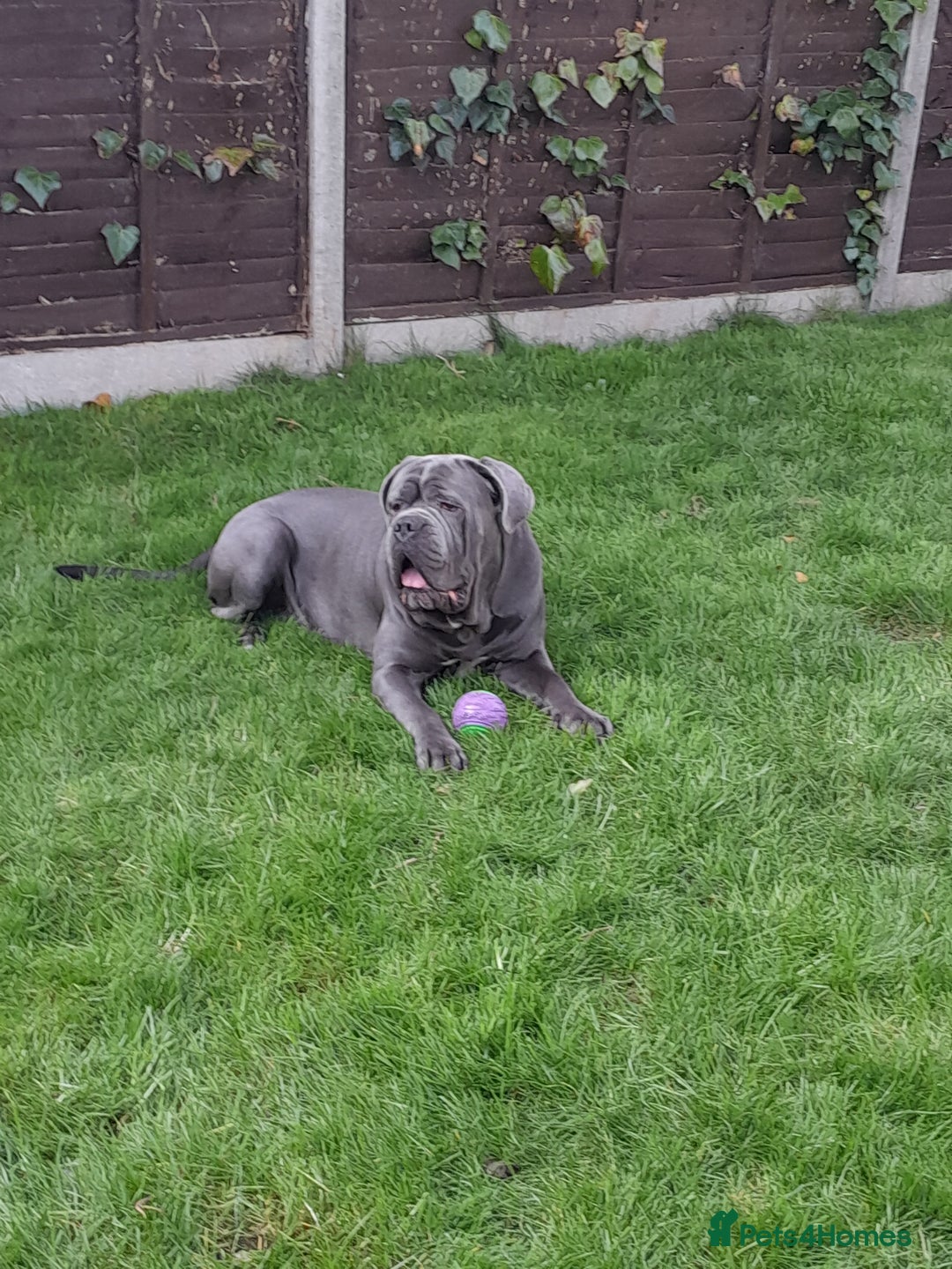 Cane Corso dogs for stud: BLUE CANE CORSO STUD  in Waltham Cross - Image 15
