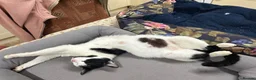 Mixed Breed cats for sale: Brother and sister , affectionate pair  - Advert 3