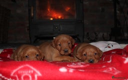 Labrador Retriever dogs for sale: 6 FOX RED LABRADORS  - Advert 10