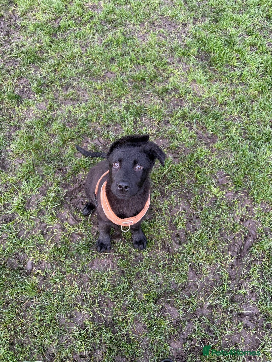 German Shepherd dogs for sale: Stunning Jet black German shepherd pup - Advert 3