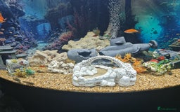 Plecos fish for sale: Bristlenose Plecis - Image 2