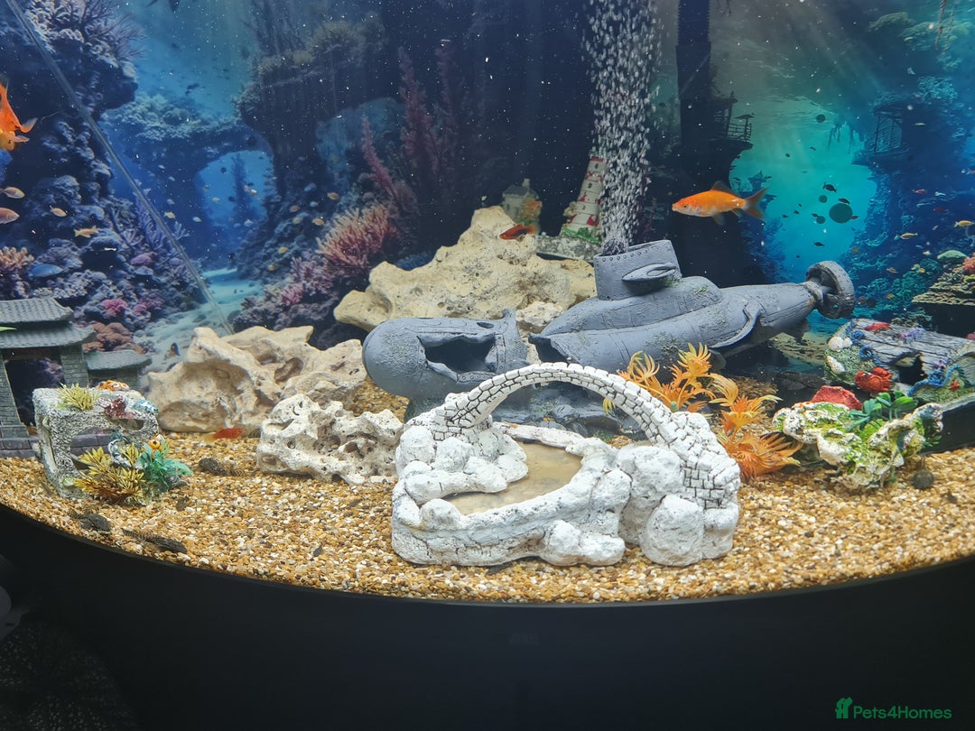 Plecos fish for sale: Bristlenose Plecis - Image 2