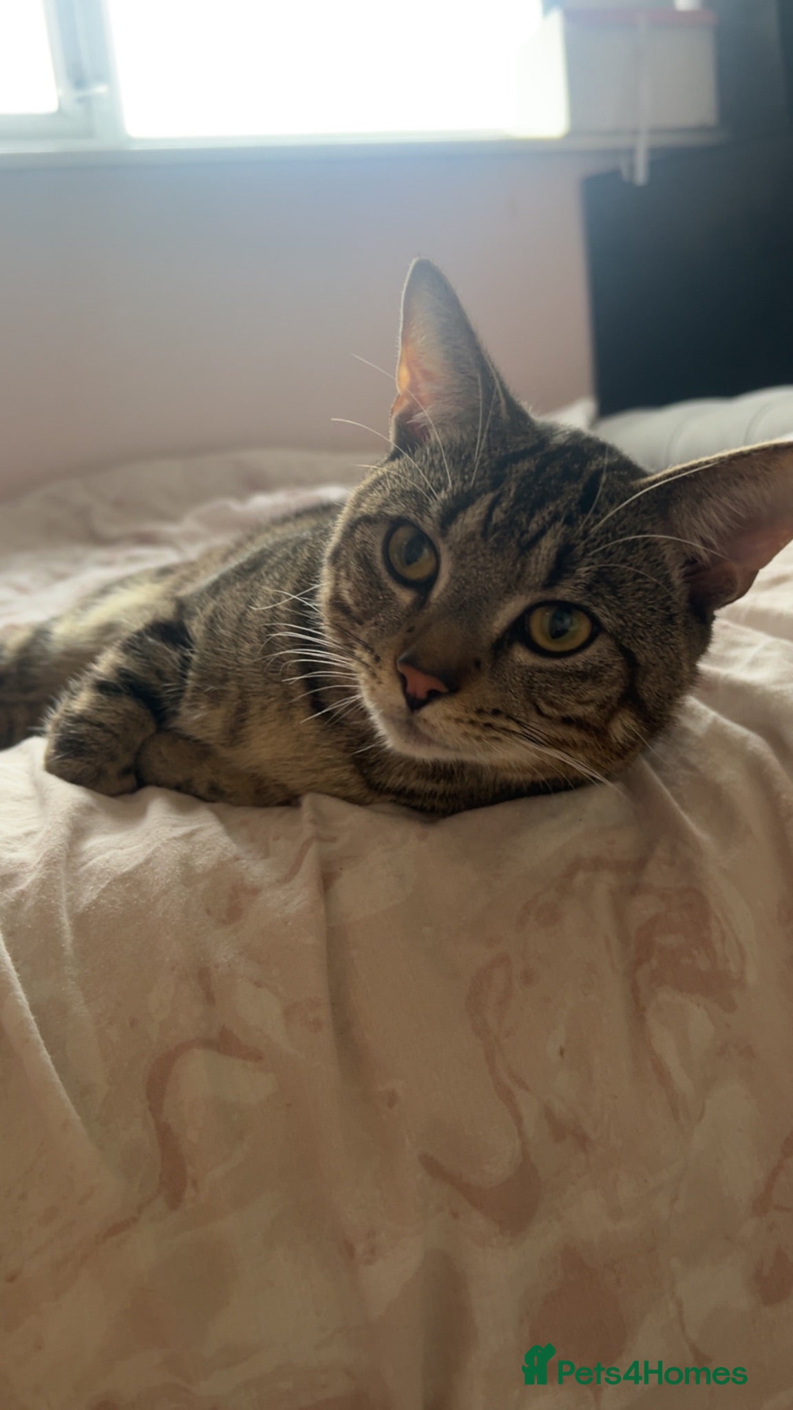 Bengal cats NEEDS REHOMING - Advert 1