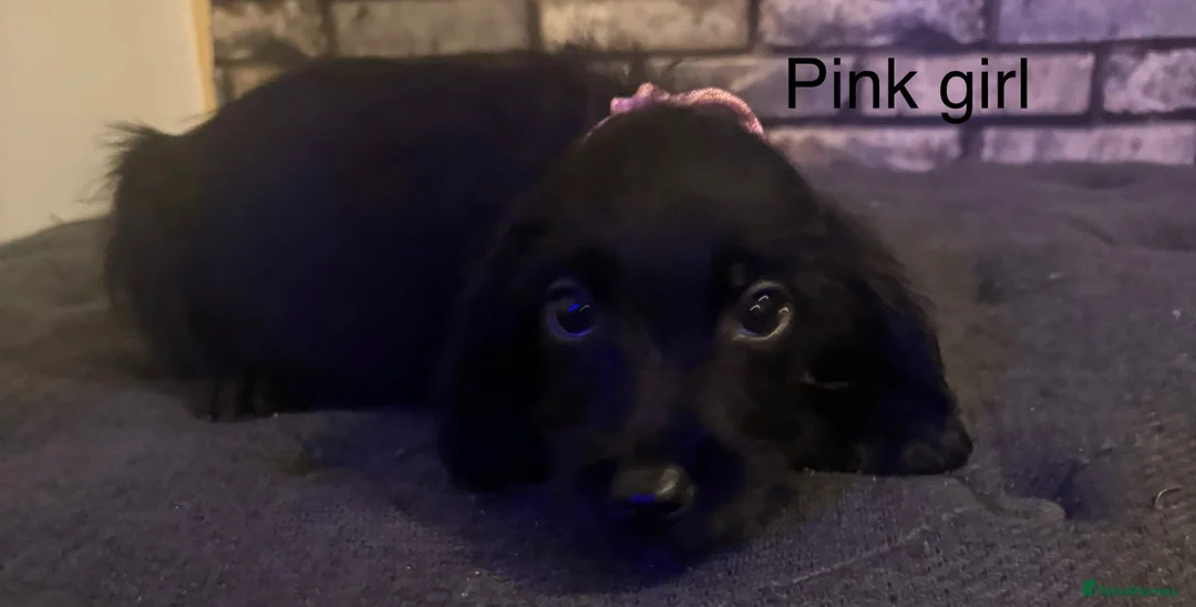 Cockapoo dogs for sale: Beautiful cockapoo puppies  - Advert 10