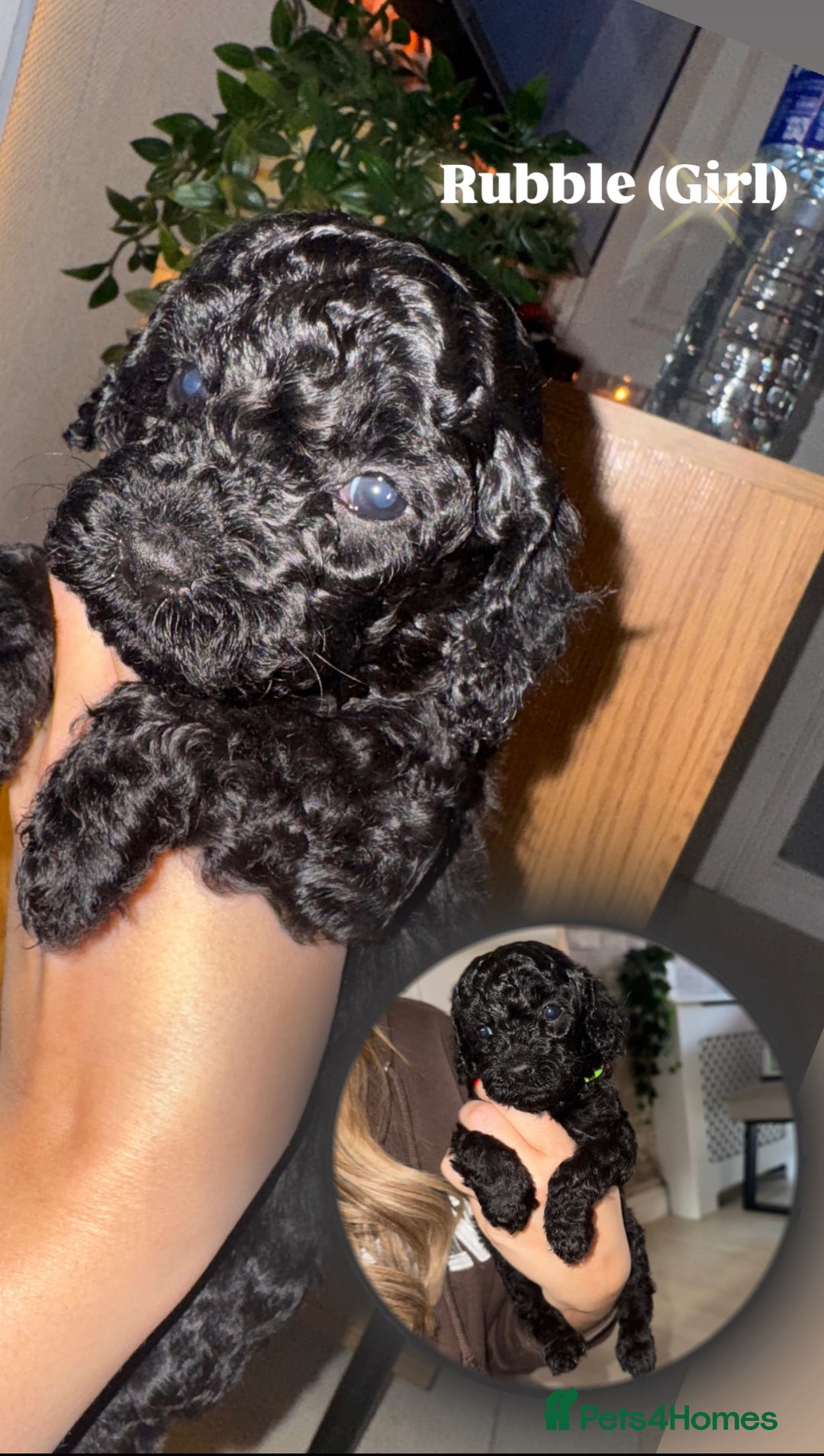 Cockapoo dogs for sale: 6 Stunning Cockapoos ✨ AVAILABLE NOW ✨ in Stalybridge - Image 7
