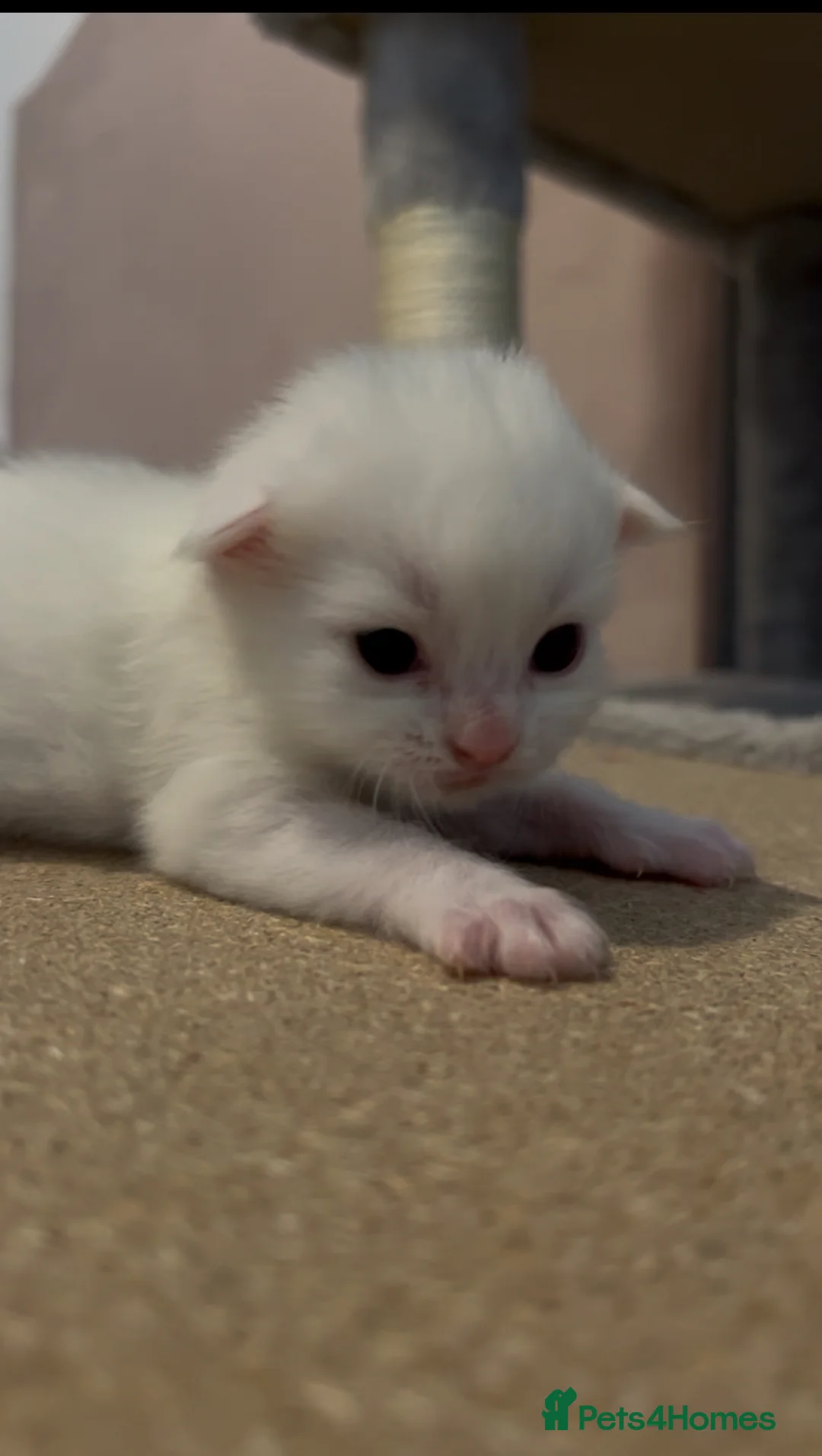 Turkish Angora cats for sale: 🍼New Turkish Angora Litter From TheTurkishAngoras - Advert 1