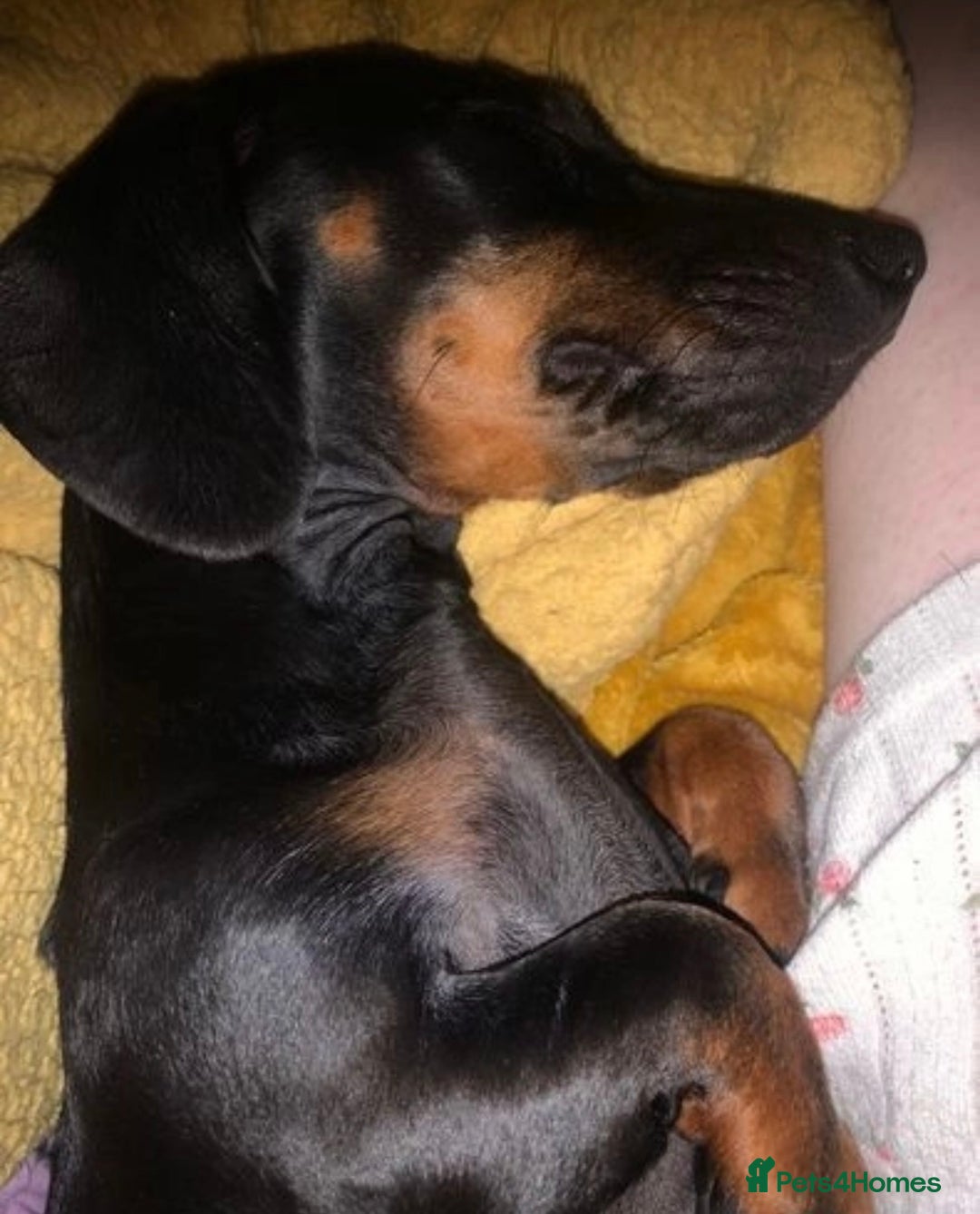 Miniature Dachshund dogs for sale: 🌸 Beautiful Black & Tan Miniature Dachshund 🌸 - Image 7