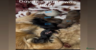 Chihuahua dogs - Advert 1