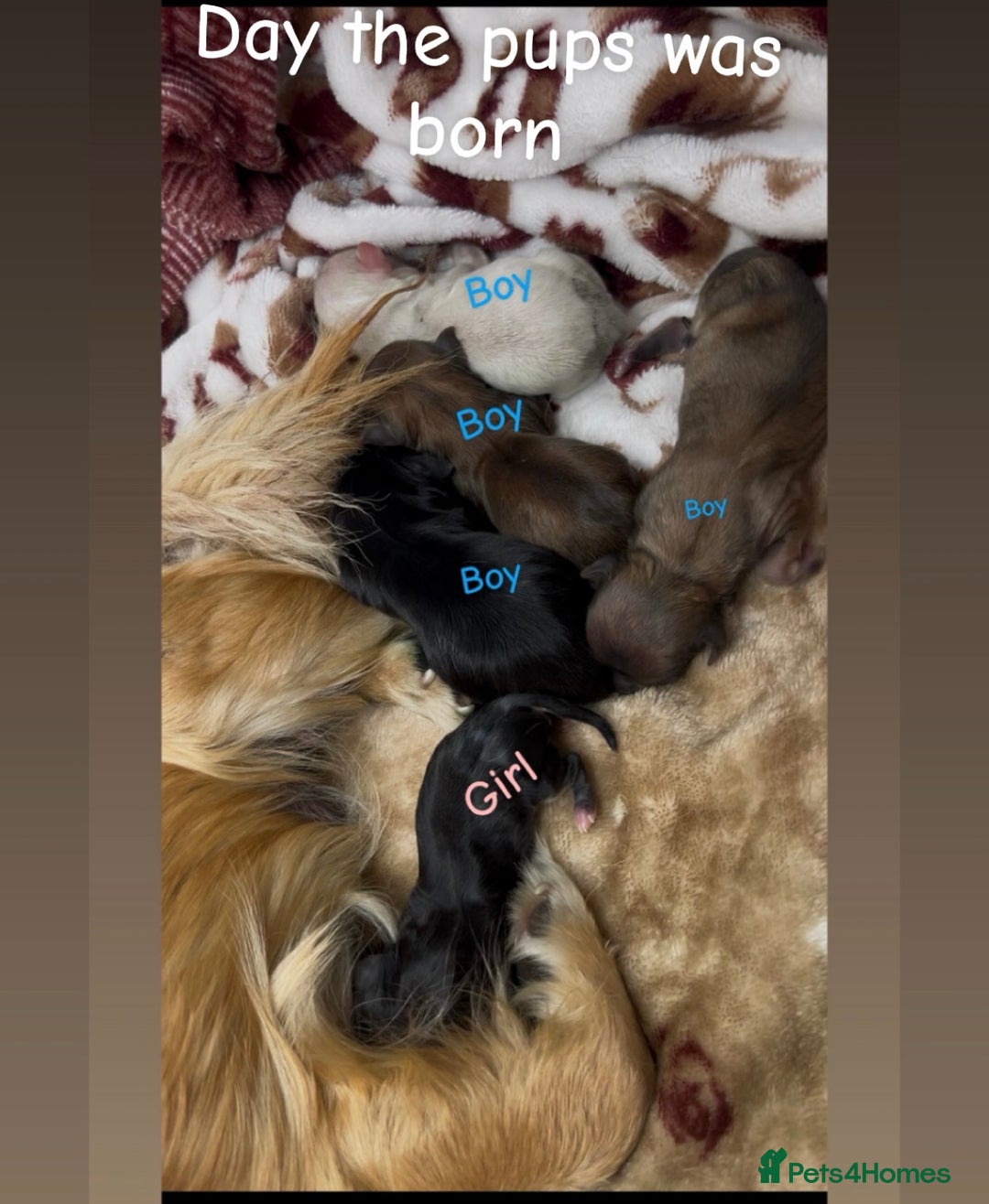 Chihuahua dogs for sale: KC Champion Lines Miniature Chihuahua Puppies - Image 2