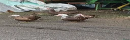 Waterfowl poultry for sale: Pair of Chocolate  and white Muscoveu ducks - Advert 3