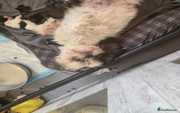 Shih Tzu dogs for sale: 2 buiful shih tzus need their forever home - Image 7