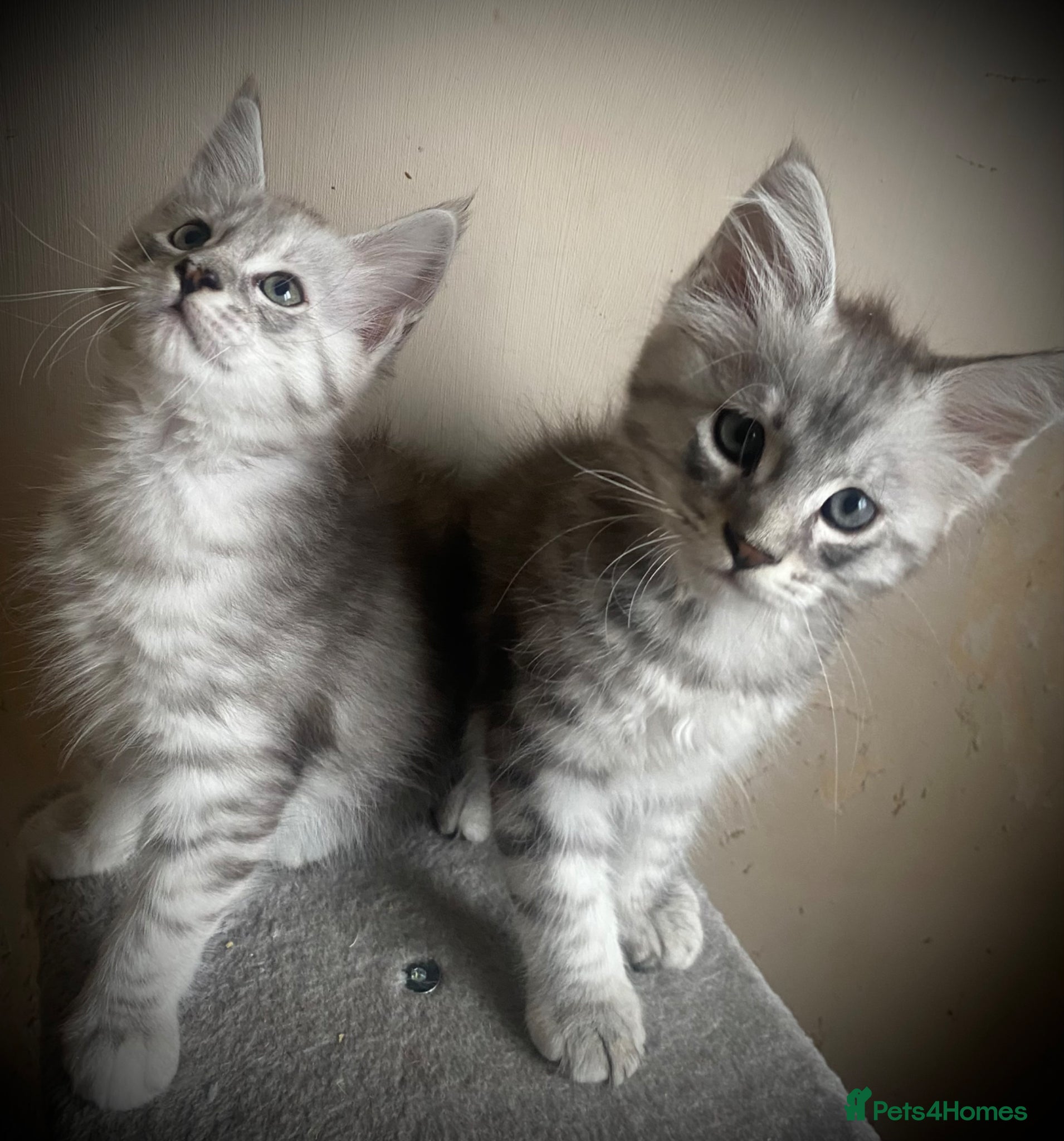 Maine Coon cats for sale: Silver tabby Full Maine Coon Kittens  - Advert 3