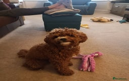 Cavapoo dogs for sale: Cavapoo F1b fully health tested  - Image 14