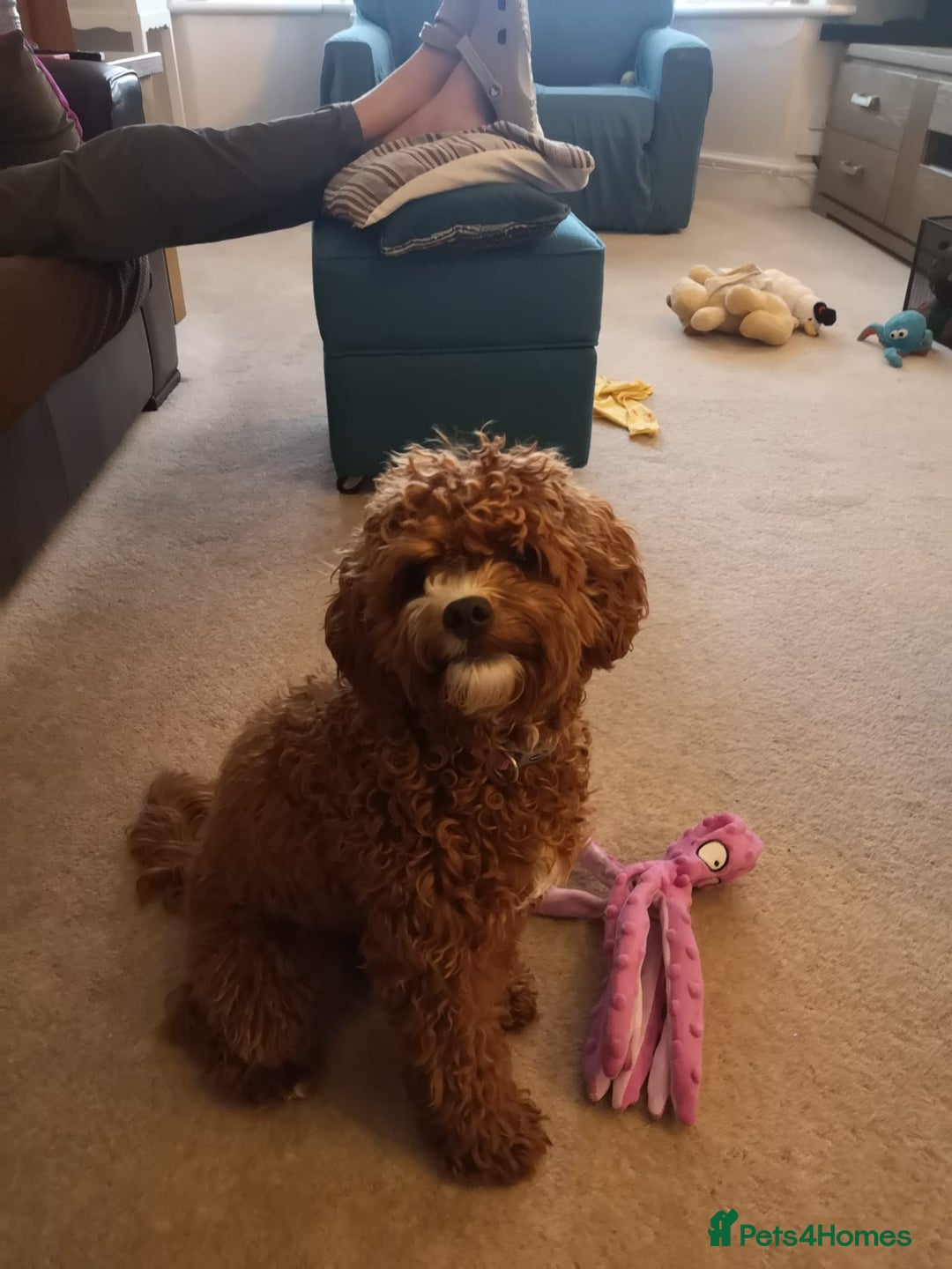 Cavapoo dogs for sale: Cavapoo F1b fully health tested  - Image 14