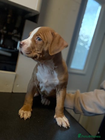 American Bulldog dogs Male American bulldog for sale - Advert 1