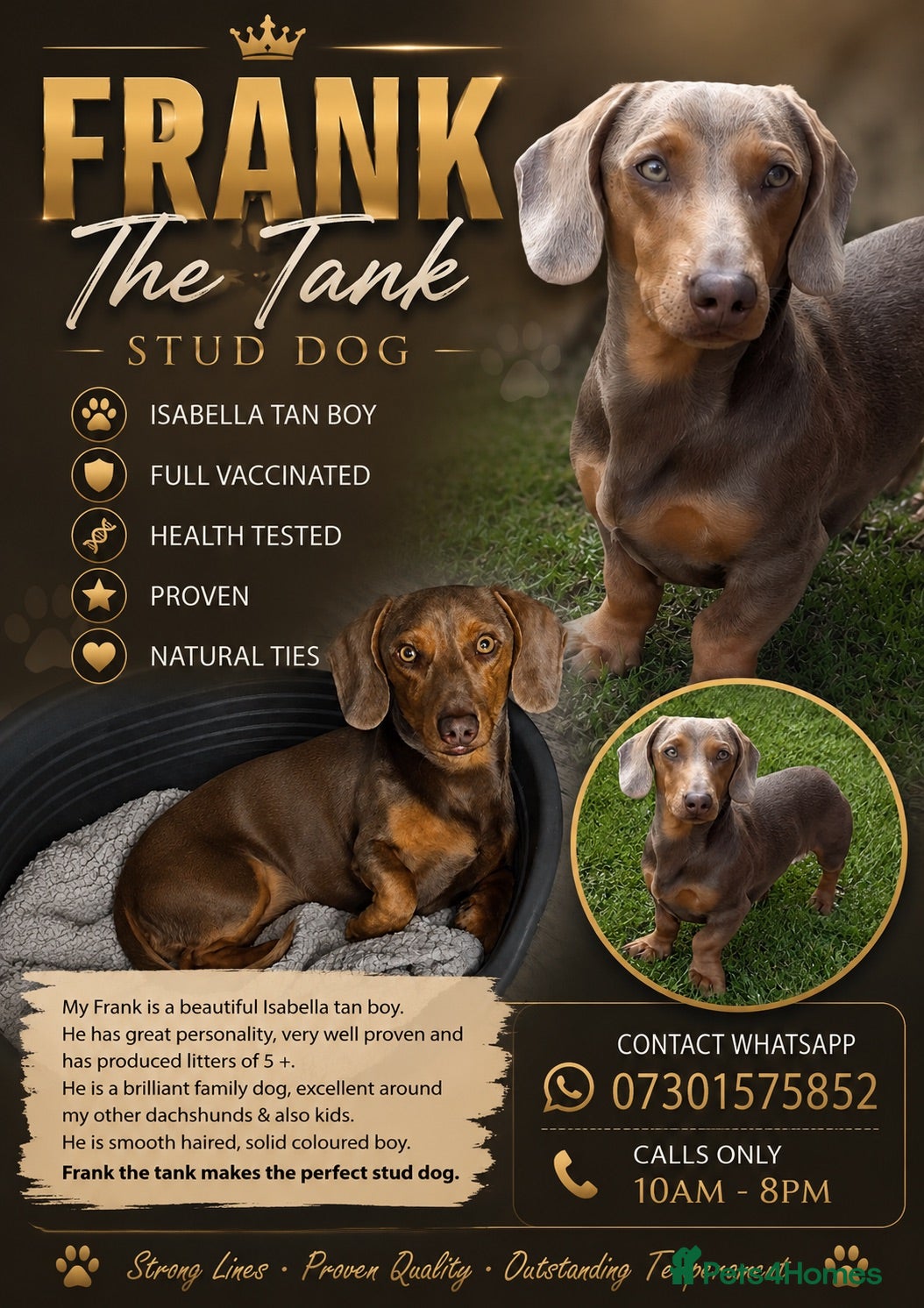 Miniature Dachshund dogs ISABELLA TAN FOR STUD - Advert 5