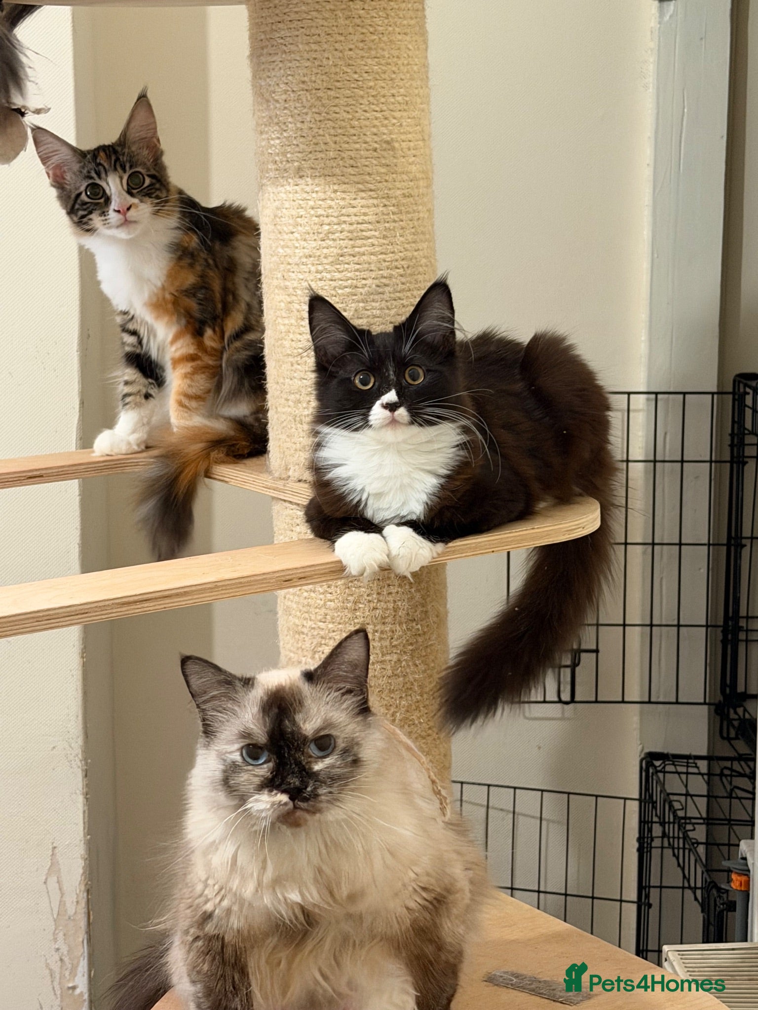 Maine Coon cats Maincoon X Ragdoll LAST ONE - Advert 18