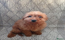 Cavapoo dogs for sale: Red cavapoo pups - Advert 16