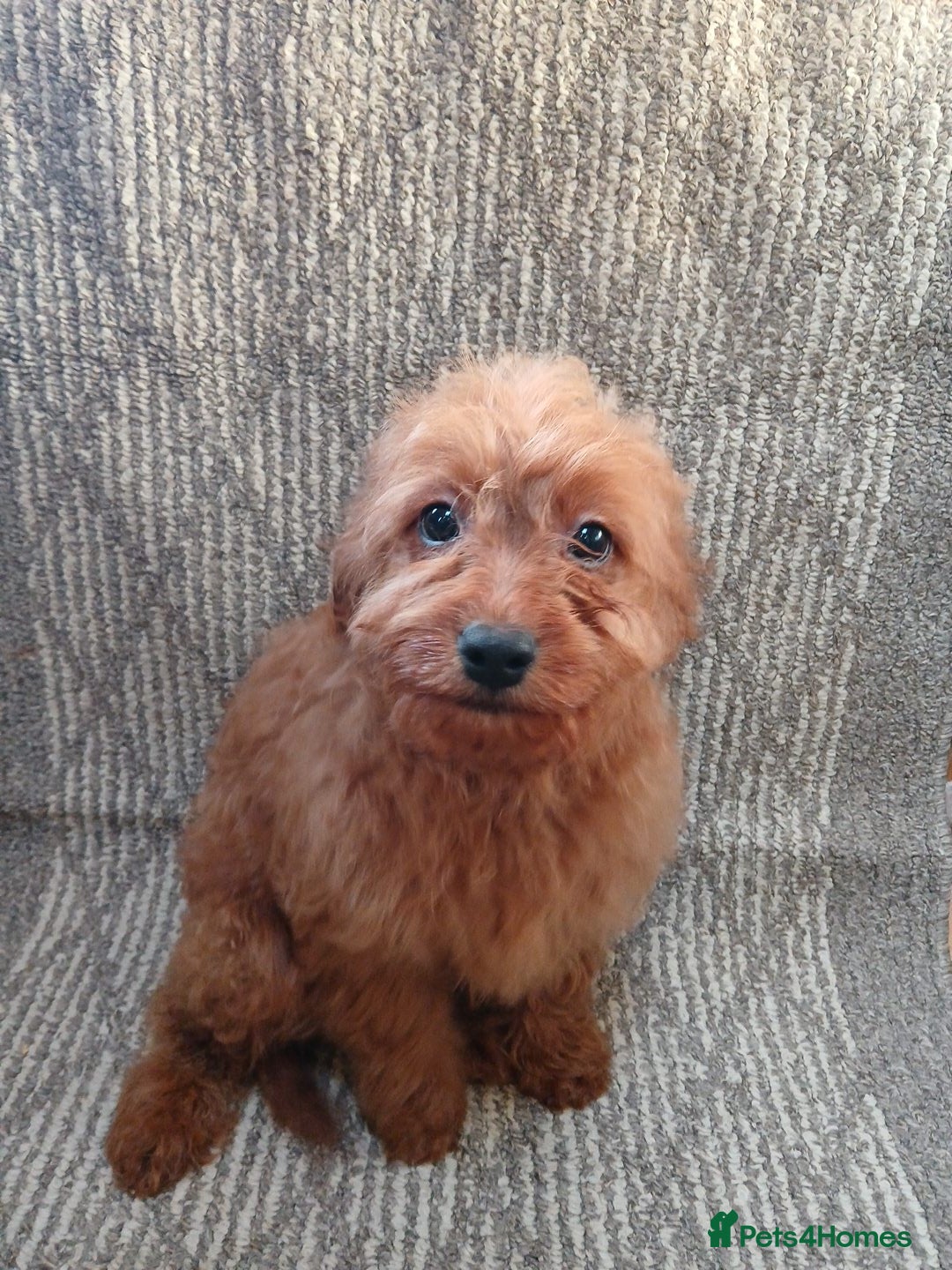 Cavapoo dogs for sale: Red cavapoo pups - Advert 16