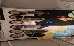 Frug dogs for sale: 6 beautiful frug puppies.  - Image 20