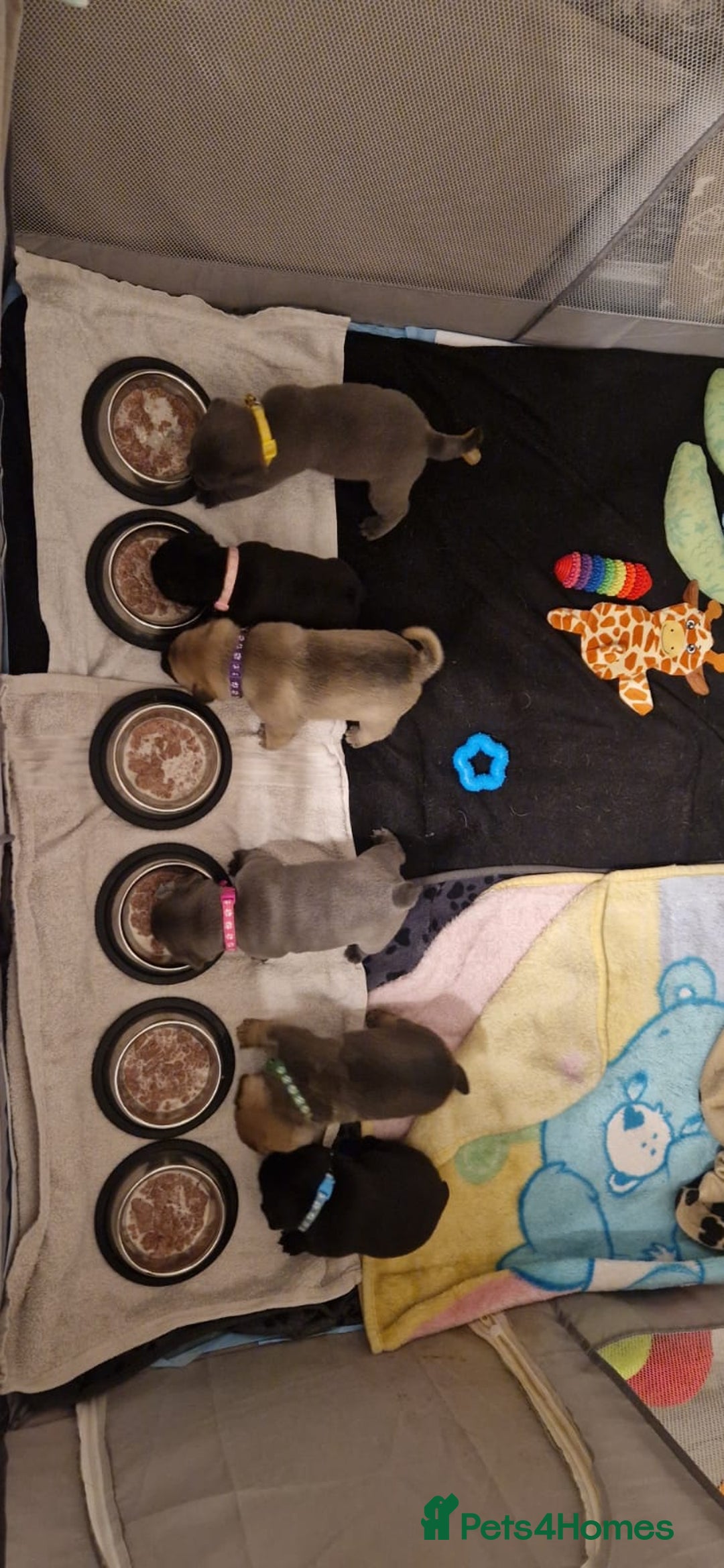 Frug dogs for sale: 6 beautiful frug puppies.  - Image 20