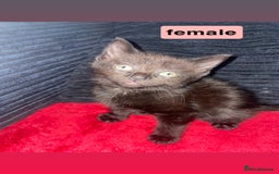Domestic Shorthair cats for sale: 4 Beautiful kittens - Image 6