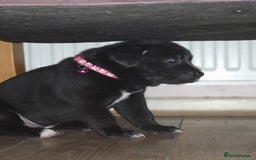 Mixed Breed dogs for sale: Labrastaff puppies (Price Negotiable) - Image 13