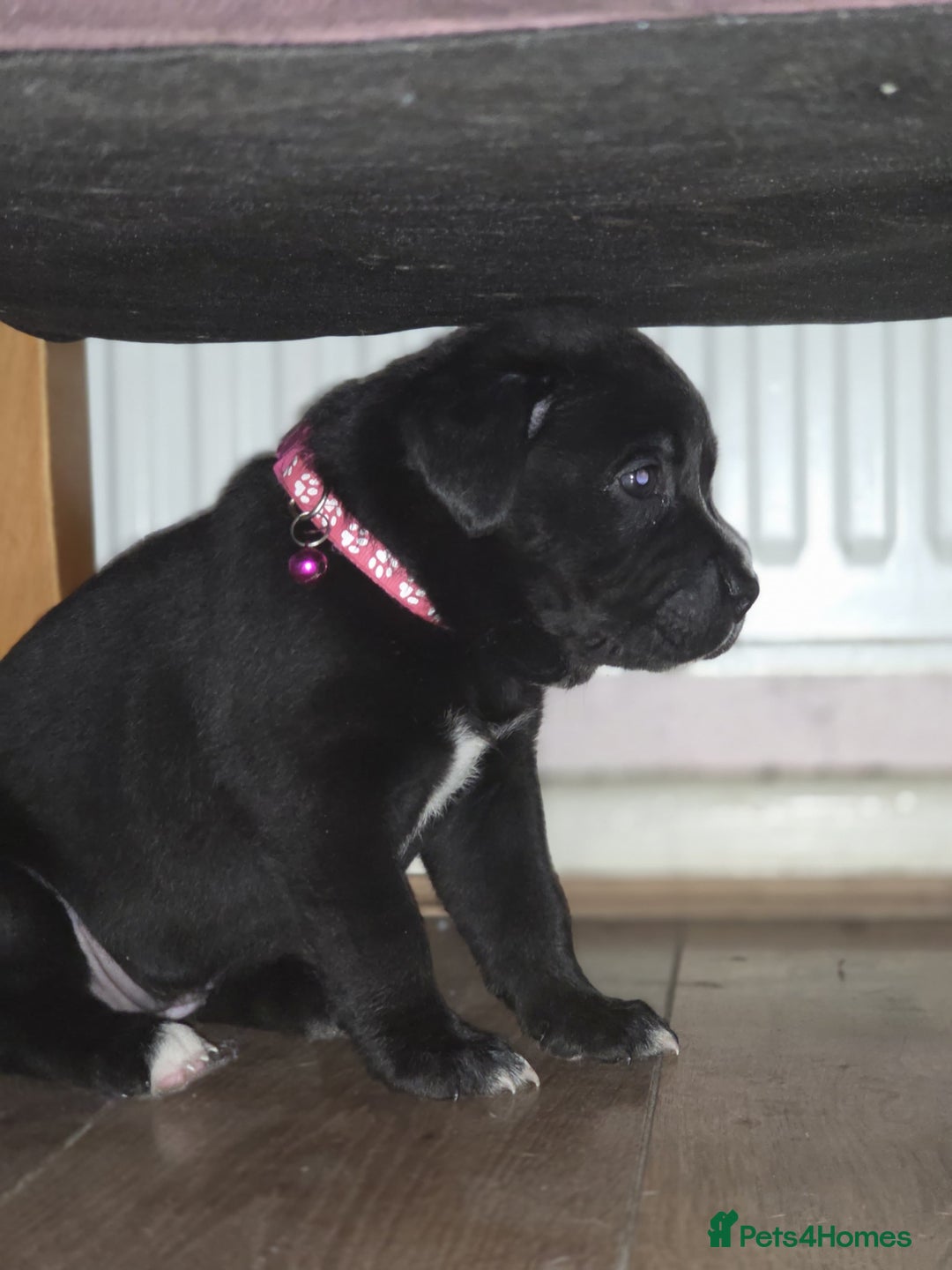 Mixed Breed dogs for sale: Labrastaff puppies (Price Negotiable) - Image 13