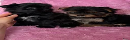 Yorkshire Terrier dogs for sale: Beautiful Yorkshire terrier pups🩵🩷 - Advert 27