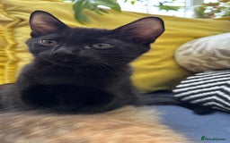 Mixed Breed cats for sale: Beautiful kittens!!!!! READY NOW!!! - Image 39