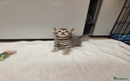 Bengal cats for sale: Beautiful 1/2 bengal kittens - Image 23