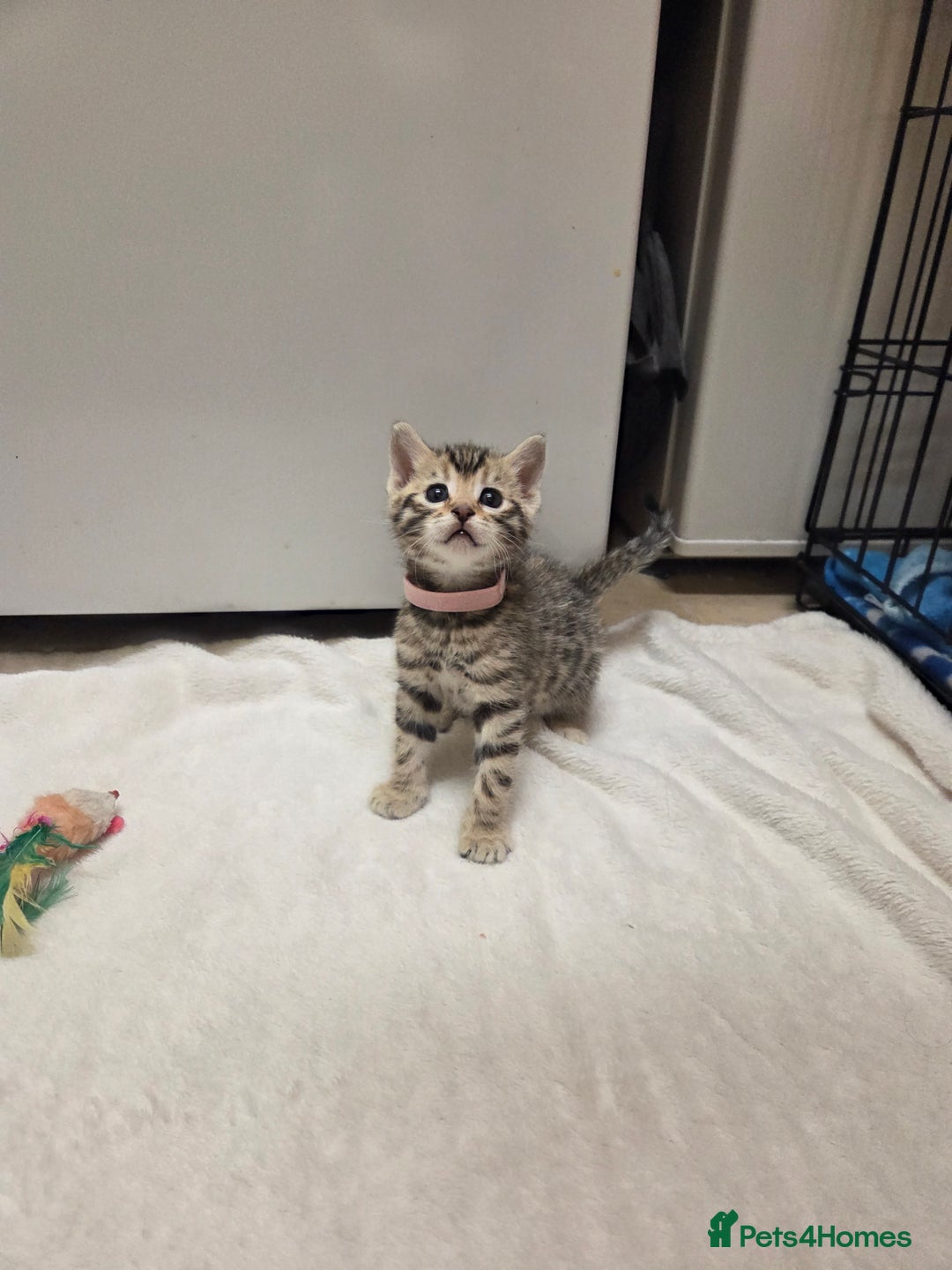 Bengal cats for sale: Beautiful 1/2 bengal kittens - Image 23
