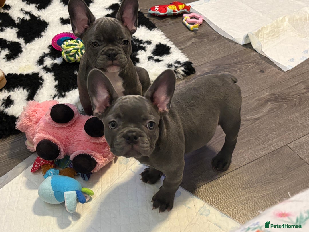 French Bulldog dogs for sale: 10 week old bat pigs ready for there new homes - Image 7
