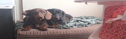 Dachshund dogs for sale: Stunning dachshund boy puppies - Advert 6