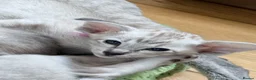 Siamese cats for sale: New kittens - Advert 3