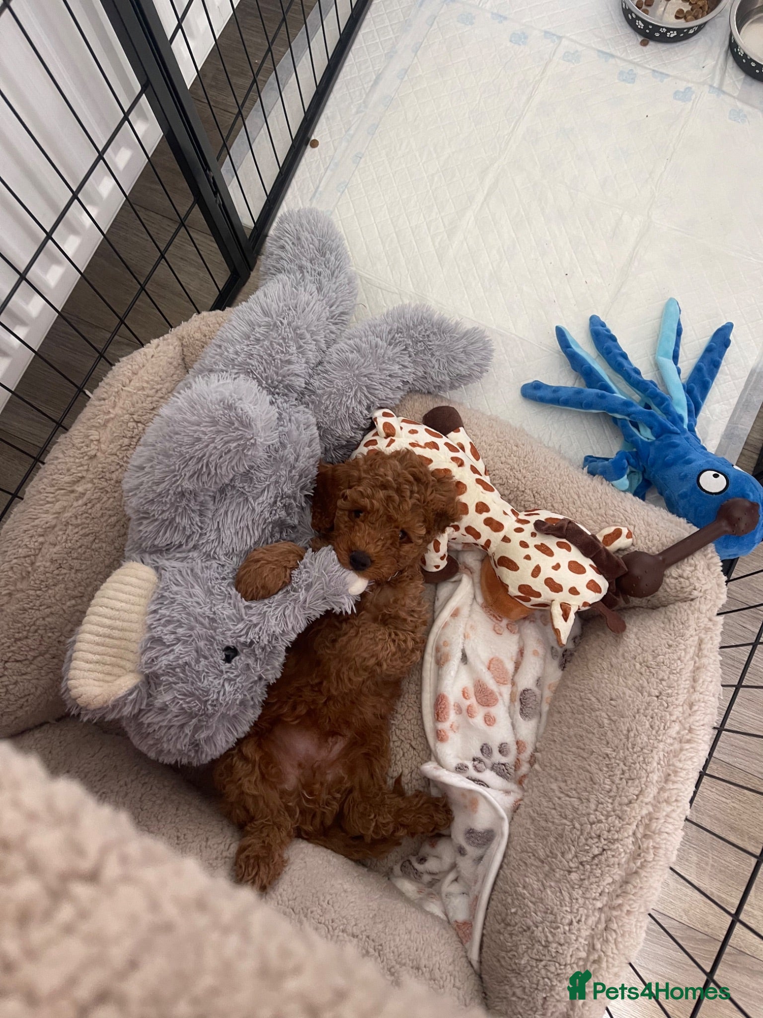 Cavapoo dogs ** REDUCED!! READY NOW ** F1B Cavapoo Puppiess - Advert 8