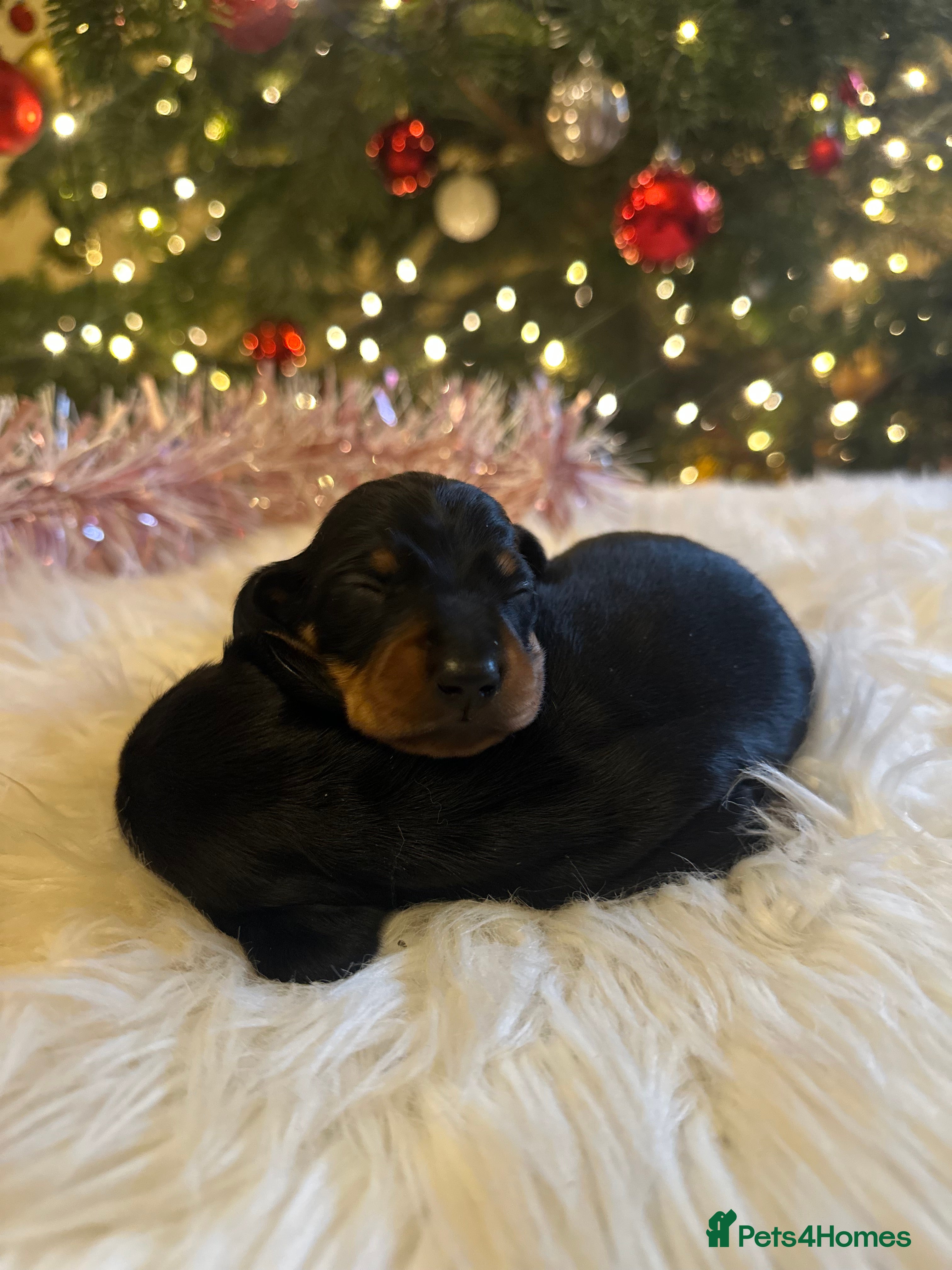 Miniature Dachshund dogs Show Quality IVDD screened KC Reg Mini Smooths  - Advert 3