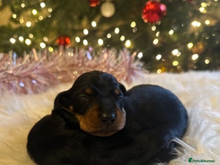 Miniature Dachshund dogs Show Quality IVDD screened KC Reg Mini Smooths - Advert 3