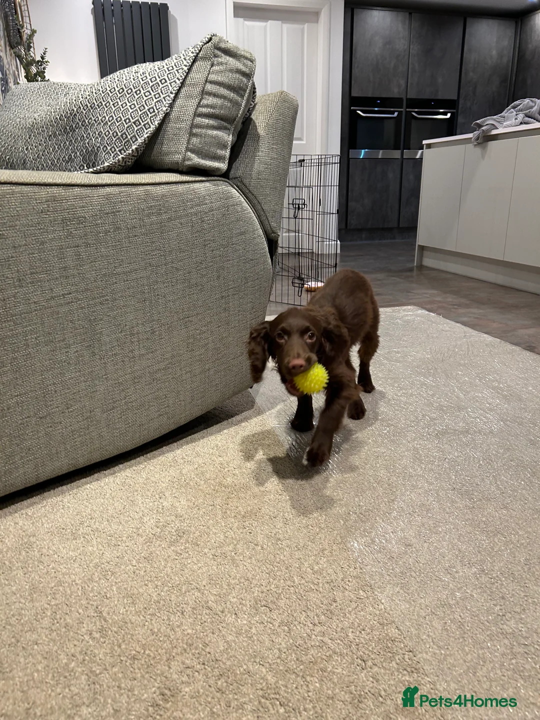 Cocker Spaniel dogs for sale: Reggie 6 Months in Stoke-on-Trent - Advert 2