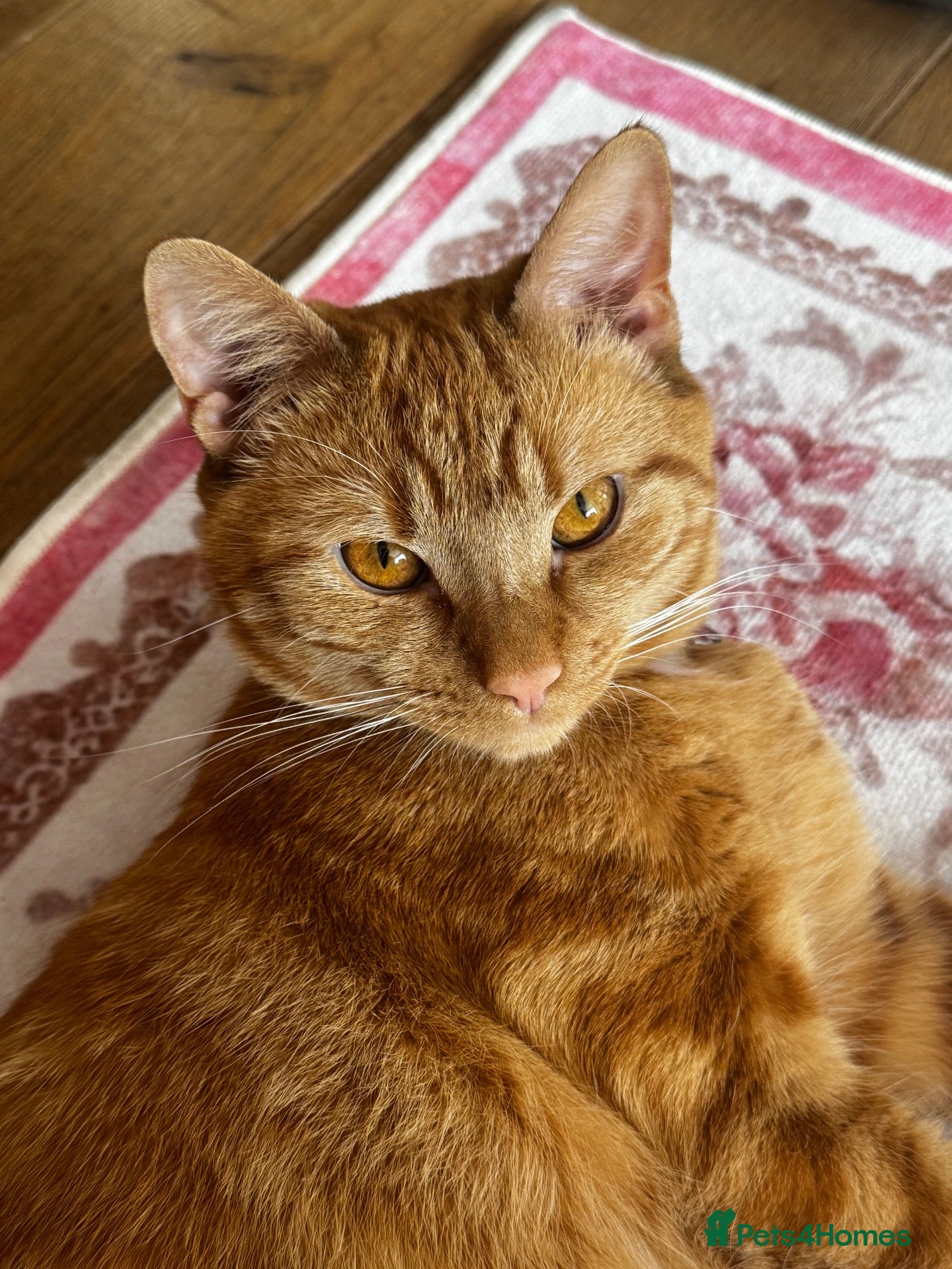 Domestic Shorthair cats for sale: Ginger Kitten for sale - Advert 1